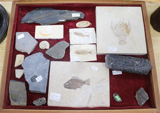 A cabinet of fossilised plants and fish and a Eryon Arctiformis fossil H.51cm, W.63cm